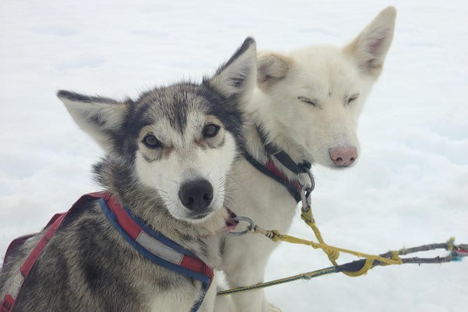 Juneau Shore Excursions: Juneau Helicopter Tour & Dogsledding Experience - What’s Included and What to Consider