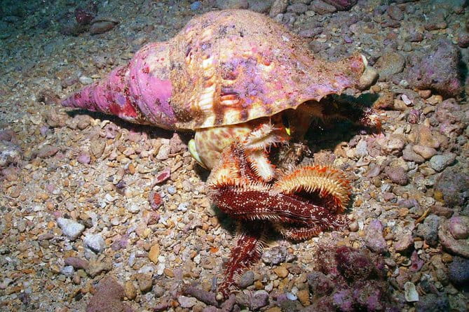Kauai's Ultimate South Shore 2 Tank Dive (Certified Divers Only) - What the Reviews Say