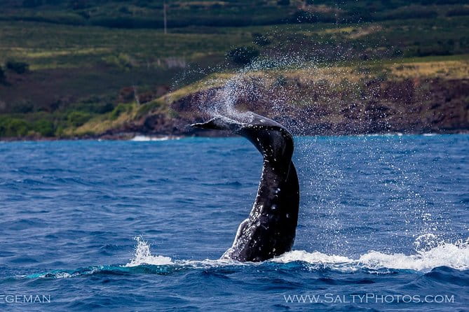 Kauai's Ultimate South Side Whale & Dolphin Zodiac Boat Adventure - FAQ