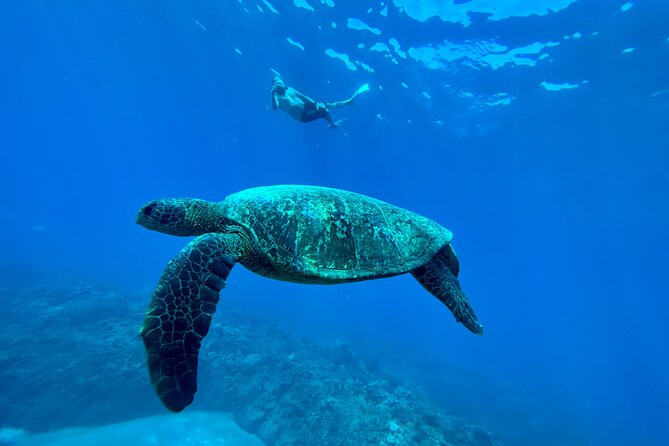 Kayak, Whale Watch, and Snorkel With Optional Photo and Video - Final Thoughts: Who Is This Tour Best For?