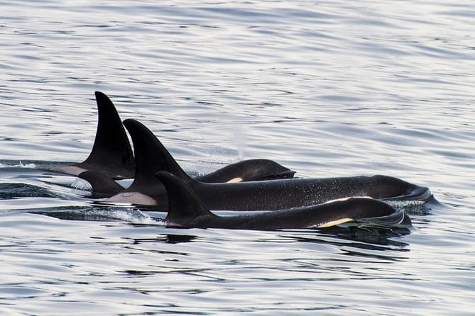 Kenai Fjords Orca Quest Cruise - Value and Pricing