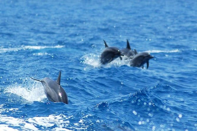 Key West Dolphin and Snorkel Experience - Analyzing the Value