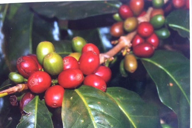 Kona Shore Excursion: Sea Turtles, Historic Kona & Coffee - Who Should Consider This Tour?