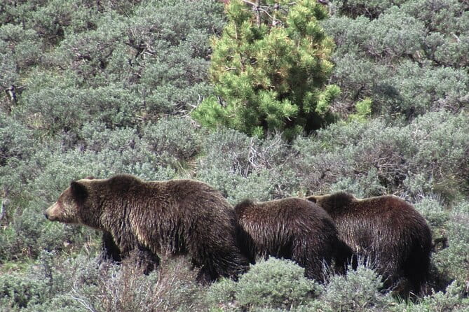 Lamar Valley Safari Hiking Tour with Lunch - Final Thoughts