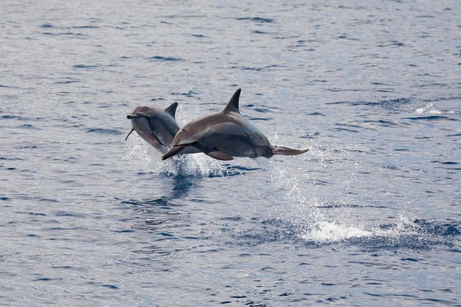 Lanai Snorkel and Dolphin Watch from Maalaea - Authentic Insights from Reviews