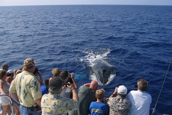 Late-Morning Whale Watch from Kawaihae - The Authenticity and Atmosphere
