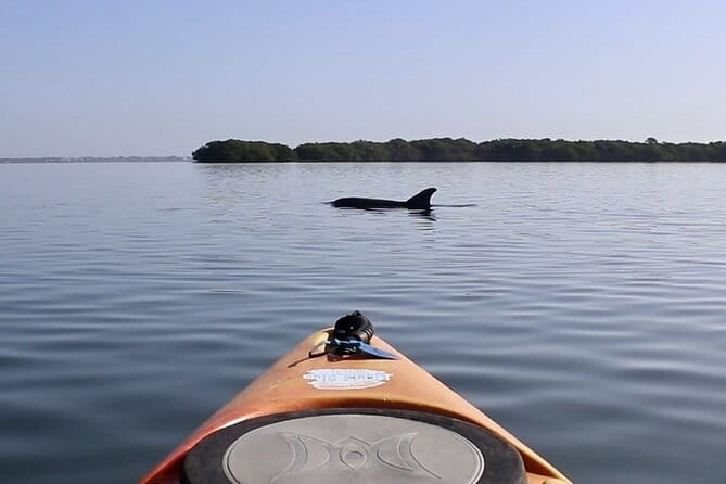 Lido Key Pedal Kayak Tour in Sarasota - Practical Tips for Your Trip