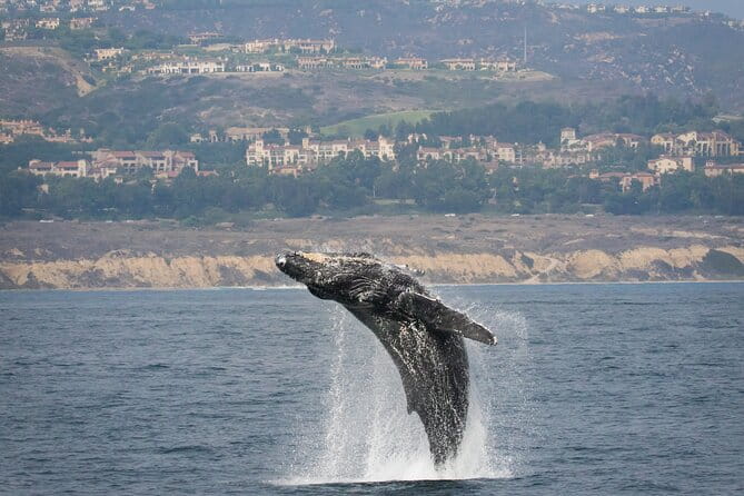 Luxury Whale Watching: Fewer People, Extra Speed, Expert Staff - Frequently Asked Questions