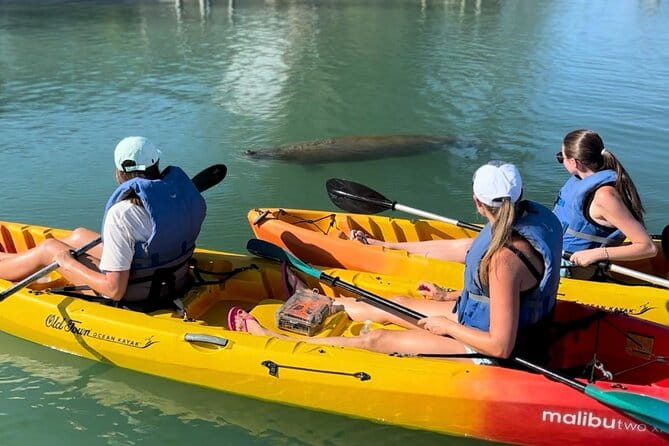 Manatee Discovery Anna Maria Island - Practical Tips for Participants