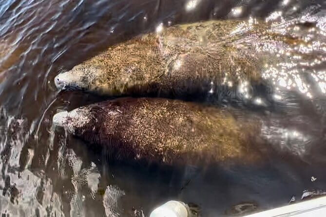 Manatee, Dolphin, and 10,000 Islands Eco Beach Tour by Boat - Practical Tips for Travelers