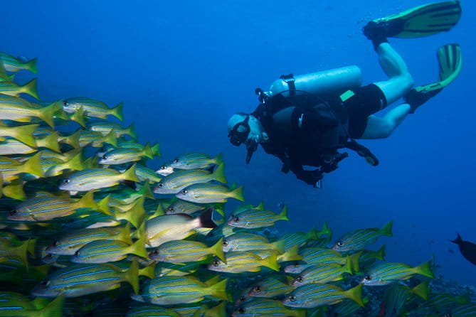 Maui Certified Shore Diving from Lahaina - The Sum Up: A Genuine, Value-Packed Ocean Adventure