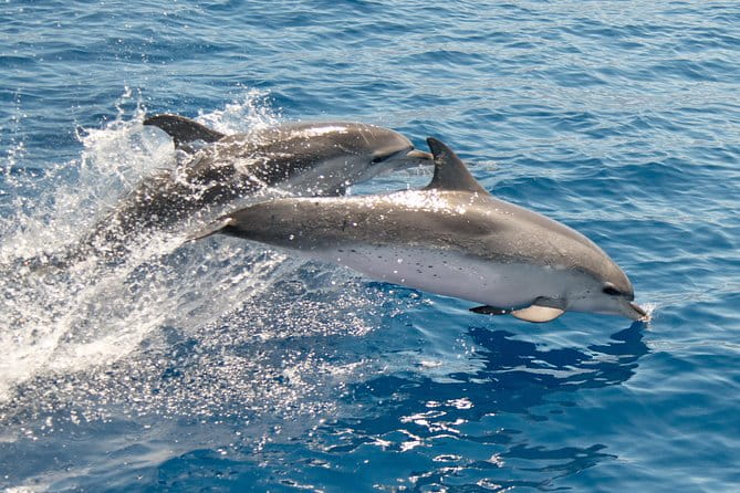 Maui Snorkeling Boat Tour to Turtle Town Aboard Quicksilver - FAQ