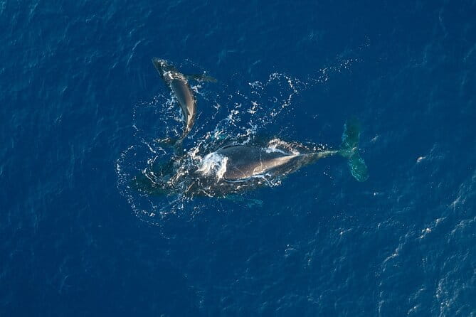 Midday Sail with the Whales Ma'alaea - What Makes This Sail Special?