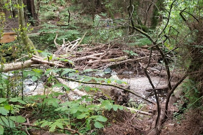 Muir Woods and Sausalito Afternoon Tour Small-Group Half-Day - Practical Considerations