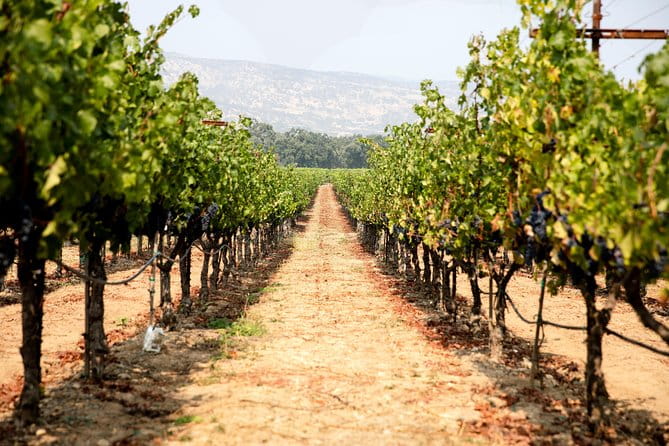 Napa and Sonoma Wine Country Full-Day Tour from San Francisco - Authentic Experiences and Honest Feedback
