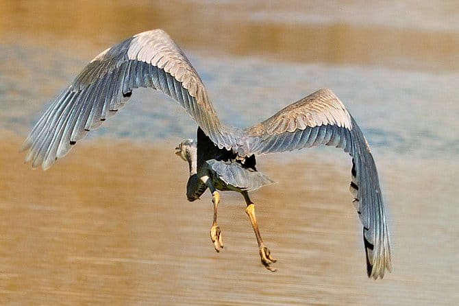New Orleans Swamp and Bayou Sightseeing Tour with Transportation - Who Should Consider This Tour?