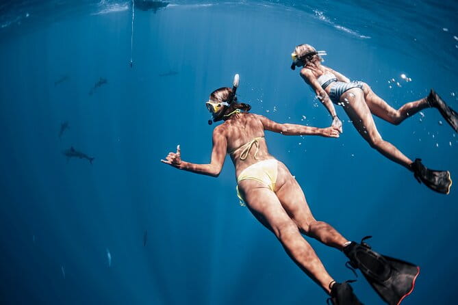 Oahu Open Water Shark Diving Experience - Who Should Book This Tour?