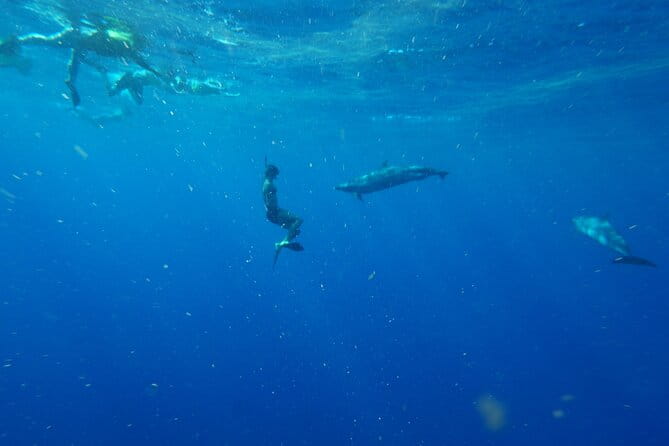 Oahu Swimming with Dolphins Speedboat Adventure - Authentic Perspectives from Travelers