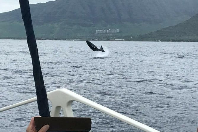 Oahu Whale Watching Excursion - Who Will Love This Tour?