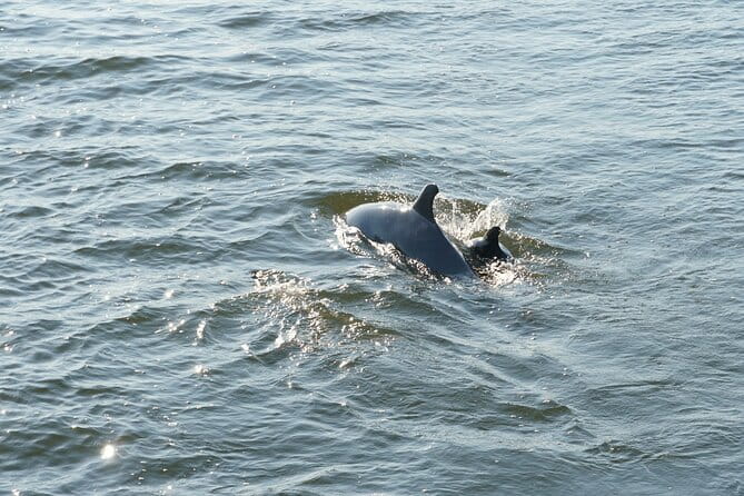 Orange Beach Dolphin Sailing Cruise aboard Catamaran - The Downside? Considerations for Travelers