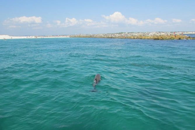 Panama City Beach Dolphin Sightseeing Sail - What the Reviews Say: Authentic Feedback