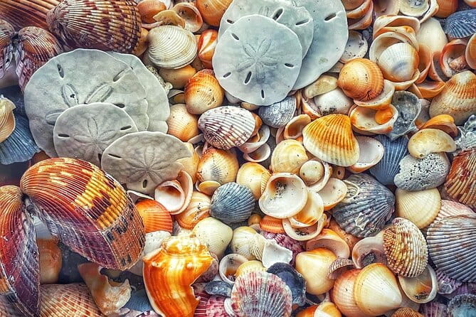 Pontoon Sightseeing and Shelling Excursion to Keeywaydin Island - FAQs