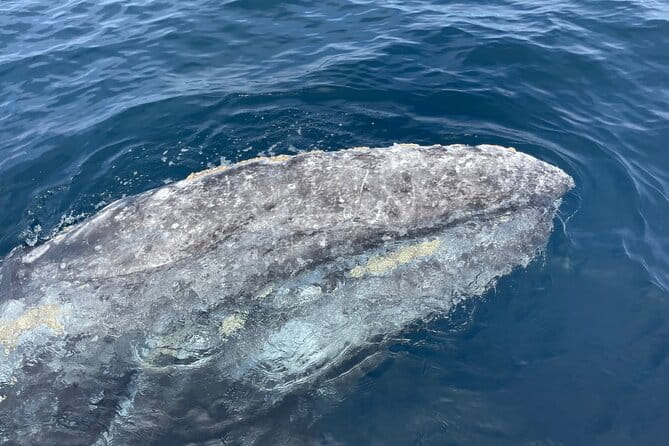 Private Family Whale & Dolphin Adventure in San Diego - Final Thoughts: Is This Tour Right for You?
