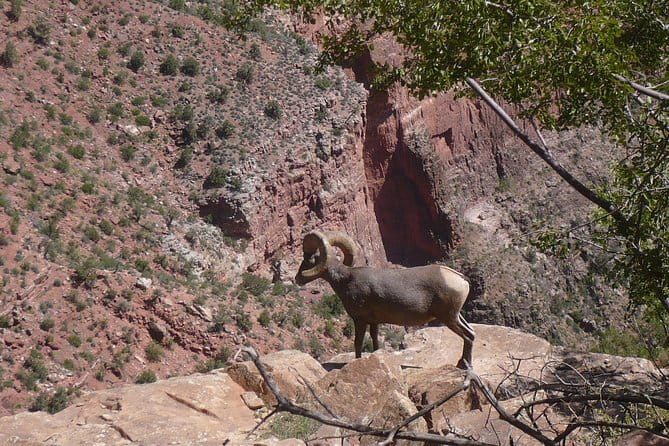 Private Grand Canyon Day Tour from Phoenix & Scottsdale - Final Thoughts