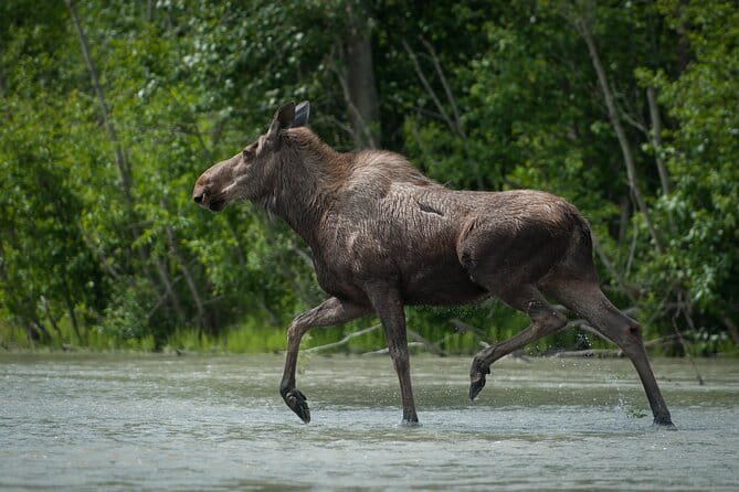 Private Group Eagle Preserve Float Trip in Haines - Who Should Sign Up?