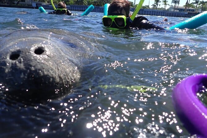 Private Manatee Snorkeling Tour - Practical Aspects: What to Expect