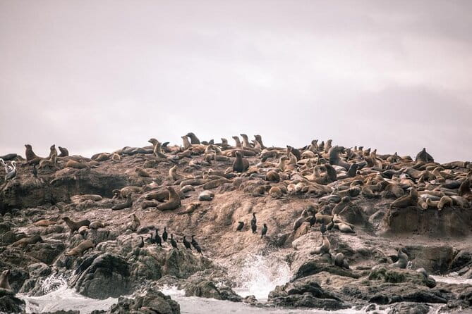 Private Sailing Tour of Bodega Bay - The Value of the Experience