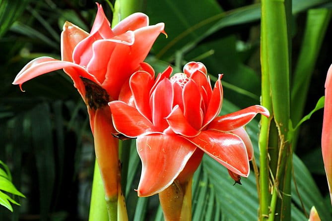 Private Waterfall, Rainforest, Chocolate Tour, Historical Sites - Authentic Experiences and Genuine Reviews
