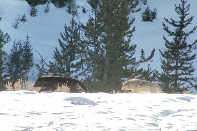 PRIVATE Wolf & Wildlife Watching in Yellowstone's Lamar Valley - The Practical Aspects: What You Need to Know
