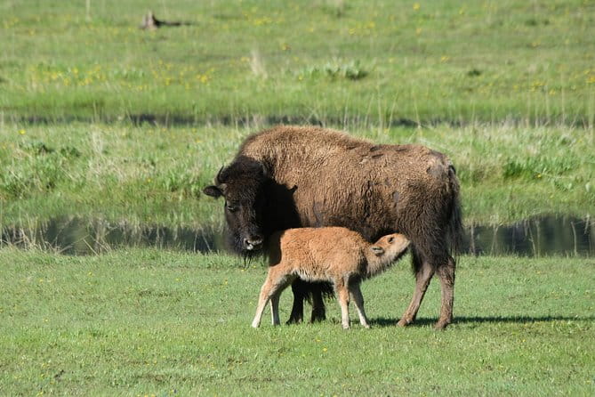Private Yellowstone Wildlife Sightseeing Tour - Final Thoughts: Is It Worth It?