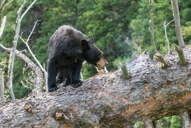 Private Yellowstone Wolf Watching & Wildlife Safari + lunch - The Sum Up