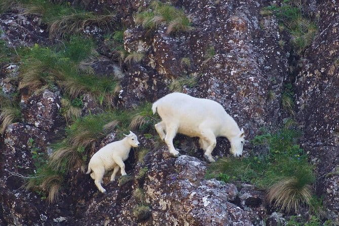 Resurrection Bay Spring Wildlife Cruise - How the Experience Feels