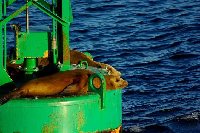 San Diego Whale Watching Cruise - Comfort and Amenities