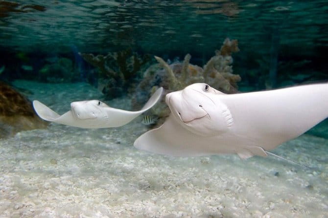 SEA LIFE Orlando Aquarium - Final Thoughts
