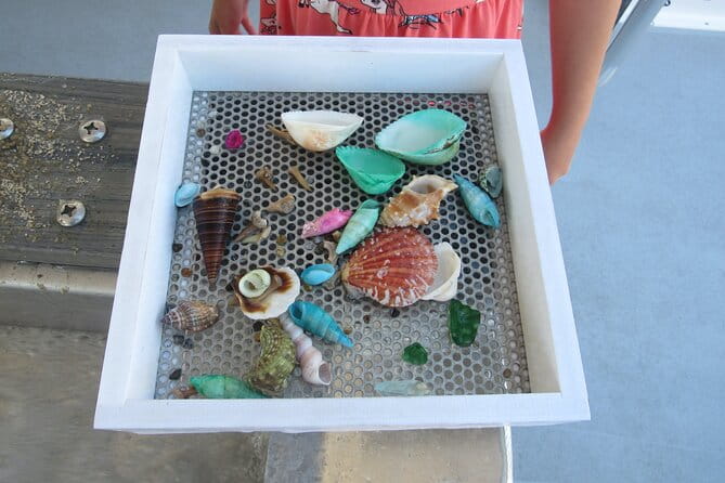 Shark Teeth and Shells, Dolphin and Shelling Tour Boat Clearwater Beach - Authentic Guest Feedback
