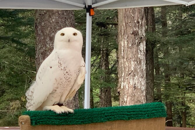 Simply Amazing Sitka Tour: Fortress of the Bear, Alaska Raptor, & Totems - Who Will Love This Tour?