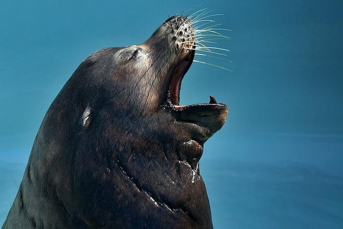 Skip the Ticketing Line: Aquarium of the Pacific General Admission Ticket - Who Will Love This Experience?