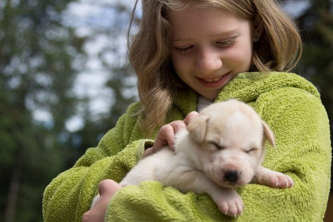 Sled Dog Discovery in Juneau - Visitor Feedback and Authentic Perspectives