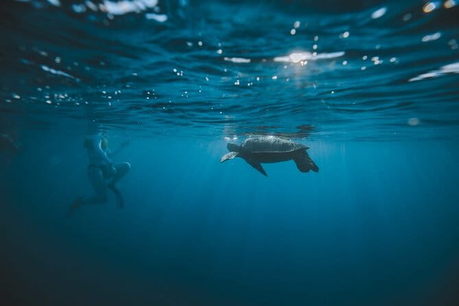 Small Group Turtle Canyon Snorkel in Waikiki - Who Should Consider This Tour?