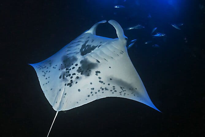Sunset Manta Ray Tour in Kailua-Kona - The Authentic Feel vs. Commercial Crowds