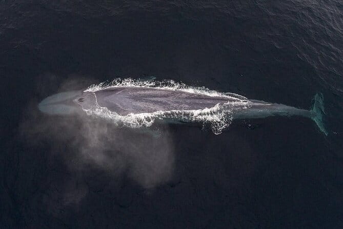 Sunset Whale Watch Tour in Monterey - Final Verdict