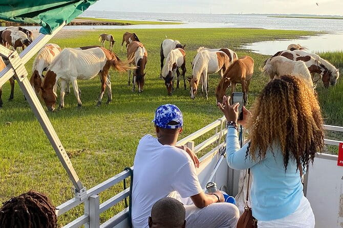 Sunset Wildlife Cruise along Assateague & Chincoteague Island - The Review Summary