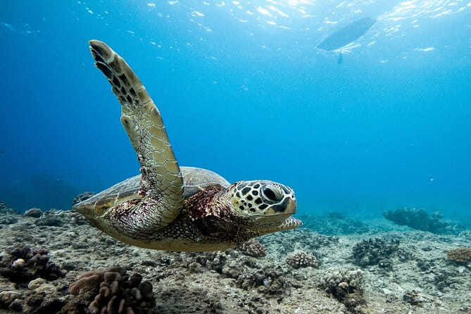 Swim With Dolphins & Turtles in West Oahu (Semi-Private Tours) - What To Expect During the Trip
