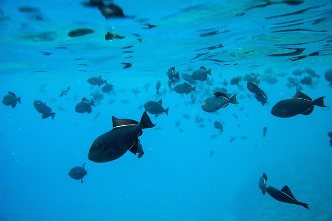 The Best 2 Hour Molokini Express Snorkeling - FAQ