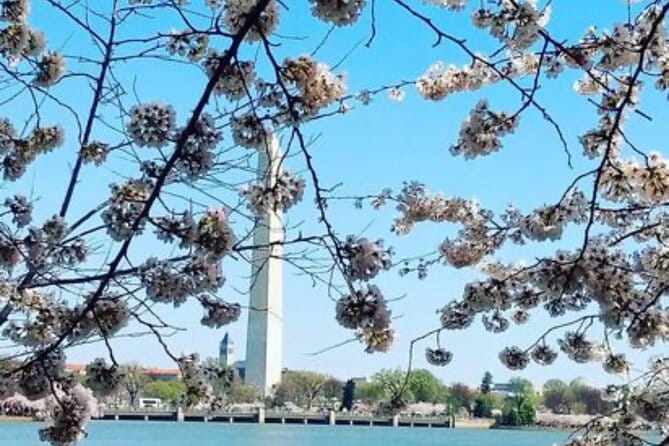 The DC Cherry Blossom Tour - Who This Tour Is Best For