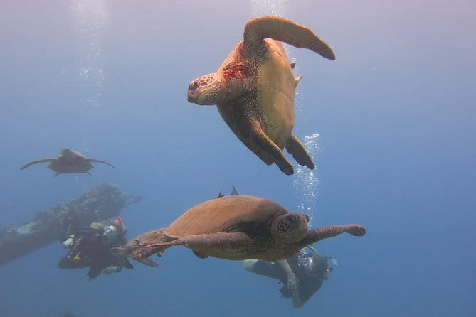 Turtle & Shark Scuba Dive in Lahaina: Certified - The Experience in Context